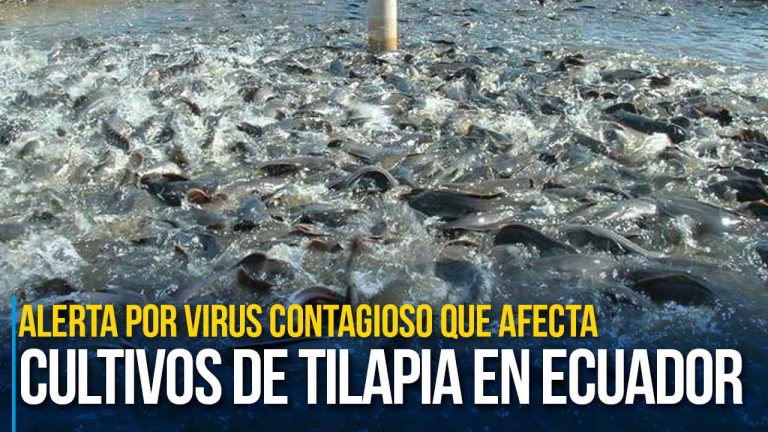 Alerta por virus contagioso que afecta a cultivos de tilapia en Ecuador y otros 4 países