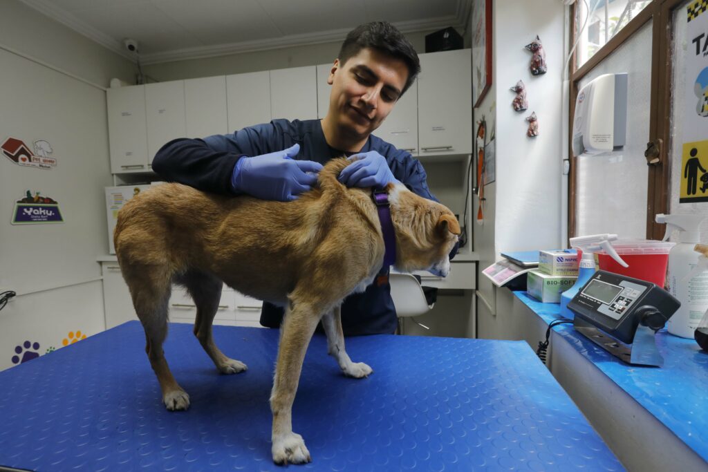 El veterinario José Patiño coloca el chip intradérmico a “Vainilla”, una perrita que busca hogar. Xavier Caivinagua/El Mercurio
