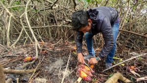 Ecuador inicia primera veda del cangrejo de 2026 con prohibición de recolección y comercio