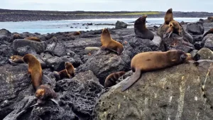 Las Islas Galápagos recibe reconocimiento internacional por su modelo de conservación y turismo sostenible