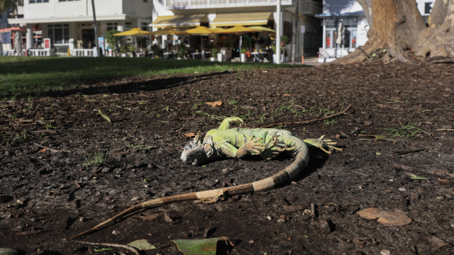 Iguanas “congeladas” caen al suelo en Florida por las inusuales bajas temperaturas
