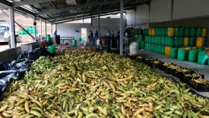 Colombia prohíbe ingreso terrestre de arroz, plátano, papa y otros productos ecuatorianos