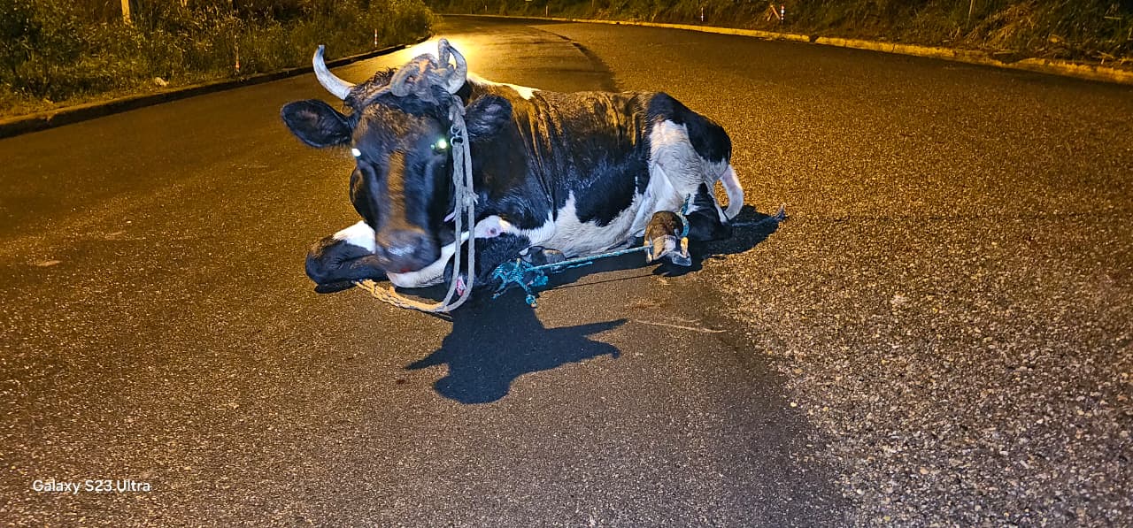 Ladrones de ganado huyen y lanzan reses en la carretera durante persecución