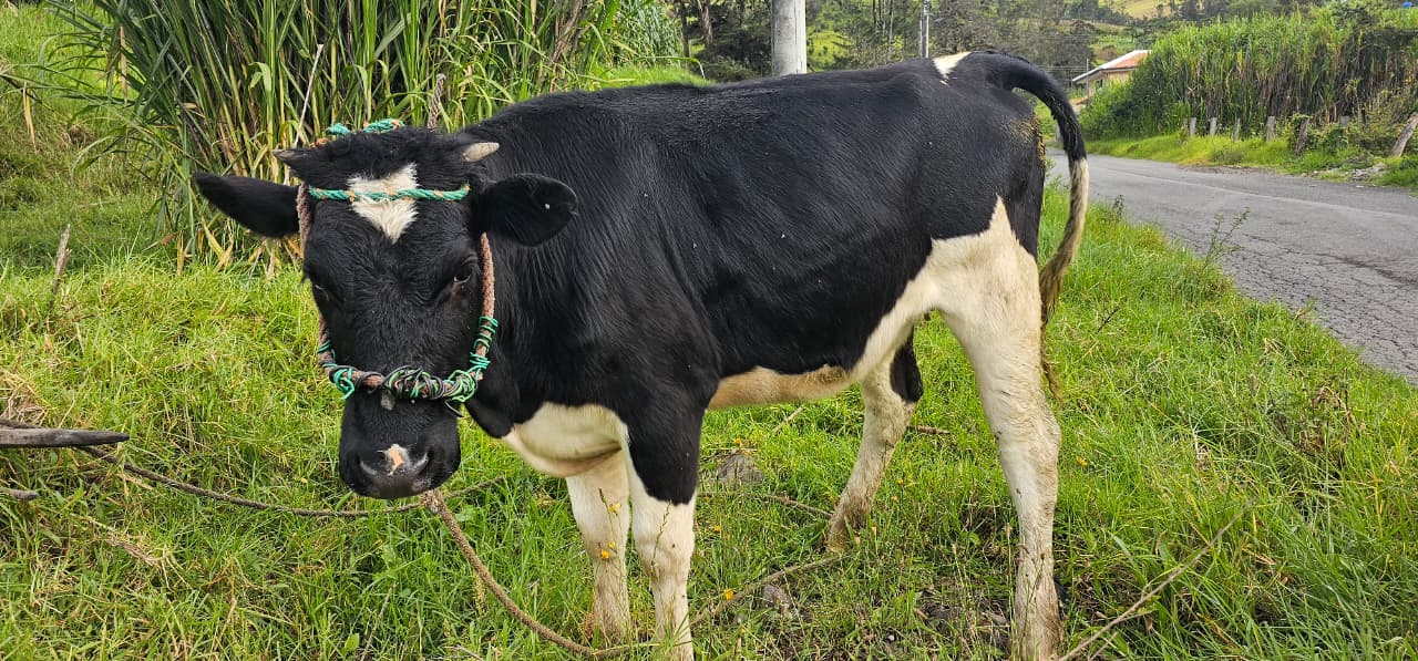 Recuperan ganado tras presunto intento de abigeato en Girón