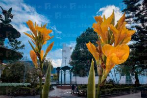 “Gironejita flor de achira”: el pasacalle que floreció entre versos y nostalgias