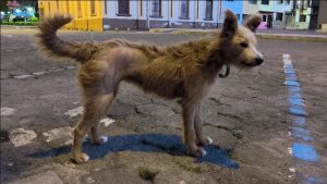 “Suca”, la historia de una perrita que volvió a las calles de Girón, pero ya esterilizada